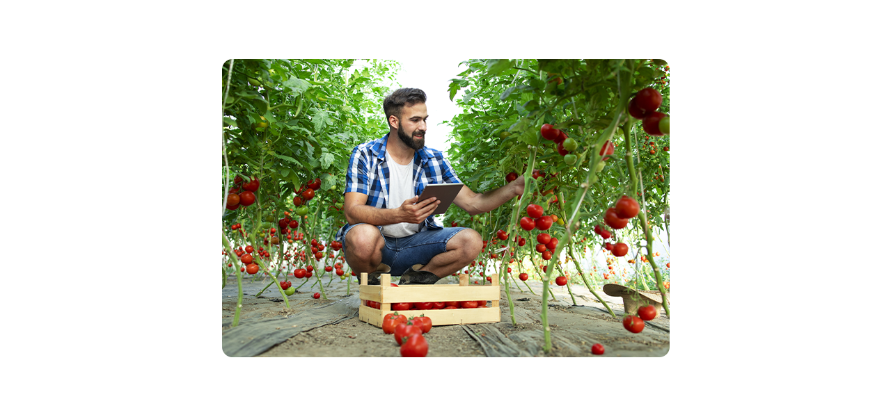 A composite photo of a large sunlit farmland with an overlay of a colorful heat map grid as a drone flies overhead