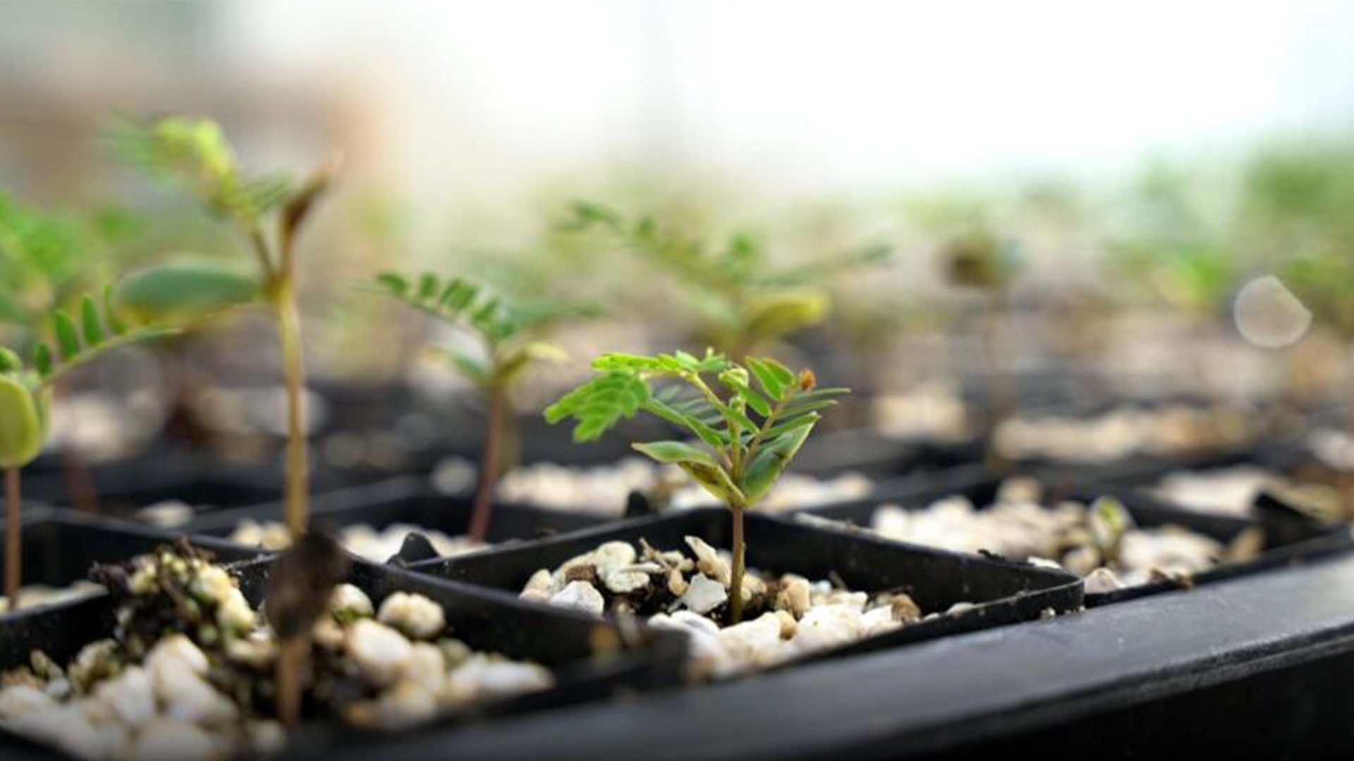 Three young adults smiling while backpacking through a field